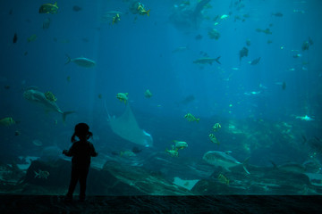 Obraz premium Silhouette of little child in front of large aquarium tank. Pointing at fish in the water.
