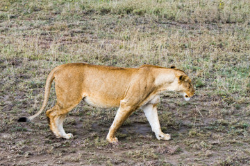 East African lionesses (Panthera leo)