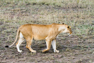 Naklejka na ściany i meble East African lionesses (Panthera leo)