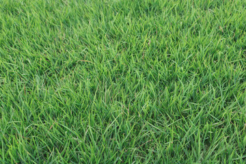 Grass - Green grass texture
