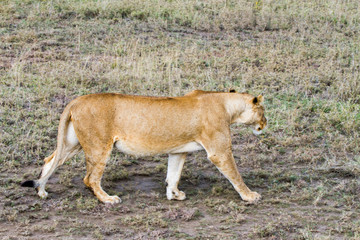 Obraz na płótnie Canvas East African lionesses (Panthera leo)