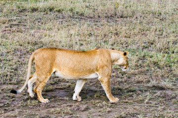 East African lionesses (Panthera leo)