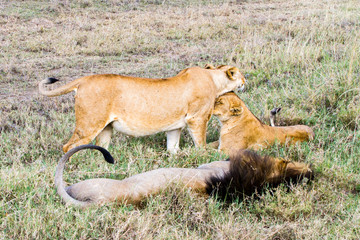 East African lion family (Panthera leo melanochaita)