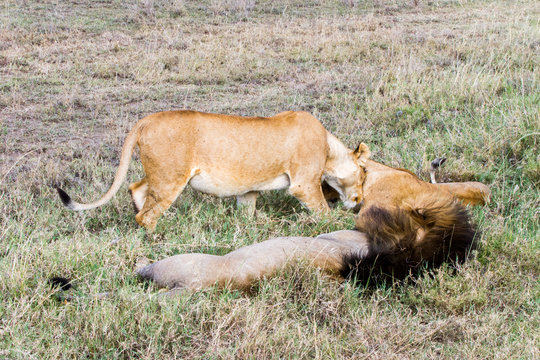 East African lion family (Panthera leo melanochaita)