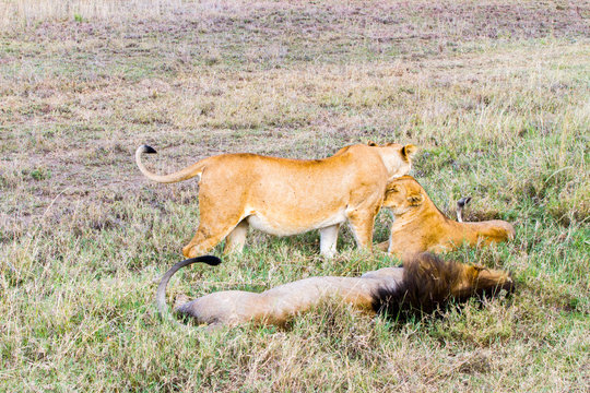 East African lion family (Panthera leo melanochaita)