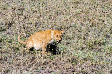 East African lion cubs (Panthera leo melanochaita)