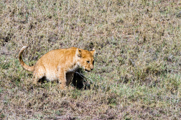 East African lion cubs (Panthera leo melanochaita)