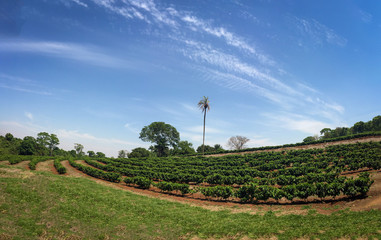 Coffee plantation farm panoramic