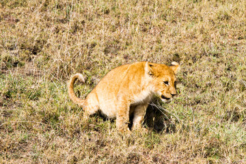 East African lion cubs (Panthera leo melanochaita)