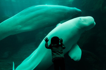Little child staring at beluga whale through glass at aquarium.