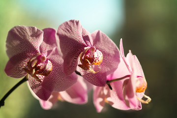 Purple Orchid Flowers - Close-up