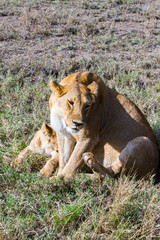 Fototapeta na wymiar East African lion cubs (Panthera leo melanochaita)
