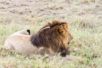 Male East African lion (Panthera leo melanochaita)