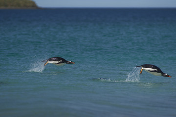 Gentoo Penguins (Pygoscelis papua) swimming in the sea off the coast of Bleaker Island in the Falkland Islands.