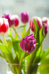 Close-up of purple tulip in a bouquet of tulips