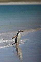 Gentoo Penguin (Pygoscelis papua) emerging from the sea onto a large sandy beach on Bleaker Island in the Falkland Islands.