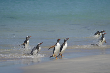 Gentoo Penguins (Pygoscelis papua) emerging from the sea onto a large sandy beach on Bleaker Island in the Falkland Islands.