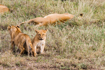 East African lion cubs (Panthera leo melanochaita)