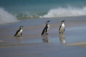 Fototapeta premium Magellanic Penguins (Spheniscus magellanicus) emerging from the sea on a large sandy beach on Bleaker Island in the Falkland Islands.