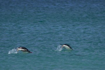 Gentoo Penguins (Pygoscelis papua) swimming in the sea off the coast of Bleaker Island in the Falkland Islands.