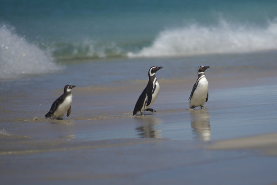 Magellanic Penguins (Spheniscus magellanicus) emerging from the sea on a large sandy beach on Bleaker Island in the Falkland Islands.