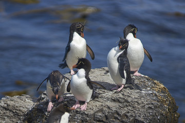 Fototapeta premium Rockhopper Penguins (Eudyptes chrysocome) preening themselves after coming ashore on the rocky cliffs of Bleaker Island in the Falkland Islands