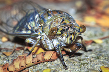 A large cicada photographed at night in Belize.