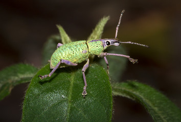 A green and purple weevil walks on leaf in the jungle at night. Photographed in Belize.
