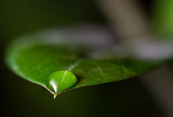 Zimmerpflanze Zamioculcas zamiifolia mit Wassertropfen