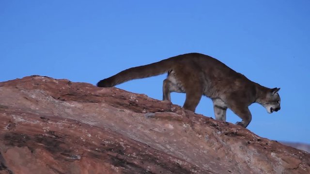A young cougar walks along the top of a red sandstone boulder and jumps to another one.