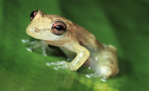 A Stauffer's treefrog (Scinax staufferi) on a banana leaf at night in Belize.