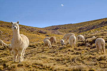 group of alpacas in Peru