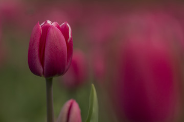 Fototapeta premium red tulip