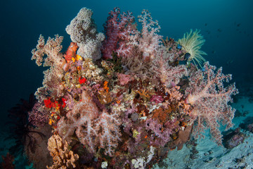 Colorful Soft Corals and Other Invertebrates on Deep Reef