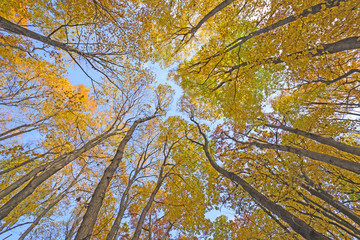 Looking up into a Catherdral of Yellow Trees
