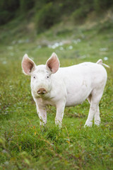 Little pig running through a grassy field and grazing the grass