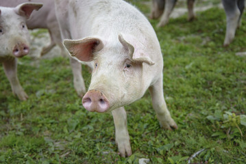 Little pig running through a grassy field and grazing the grass