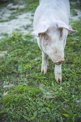 Little pig running through a grassy field and grazing the grass