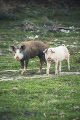 Small pigs and their mother running in the grassy field and grazing grass