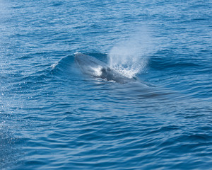 Tropical Whale Blowing