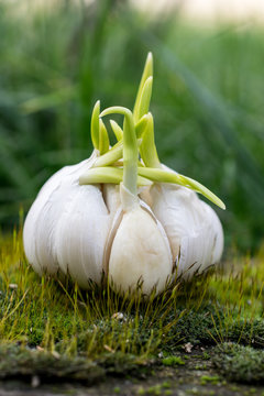 Germinated Fresh Gurlic