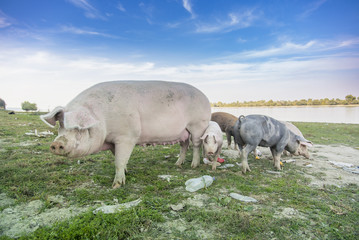 Small pigs and their mother running in the grassy field and grazing grass