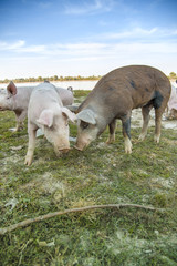 Obraz premium Small pigs and their mother running in the grassy field and grazing grass