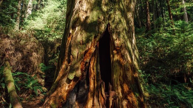 Dead Tree in The Redwoods 