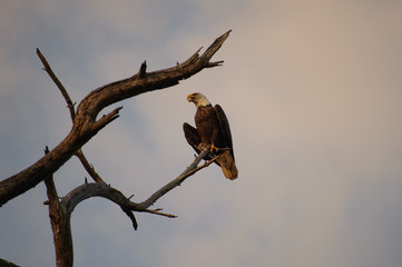 Bald Eagles Resting