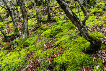 Trees covered with green moss