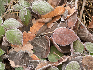 oliage frozen by the cold of winter