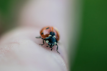 Ladybug on Human hand