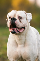 Big white dog on walk