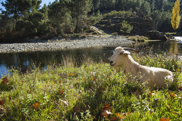 macho de la cabra sentado al sol junto al río mientras pasta en el norte de cáceres